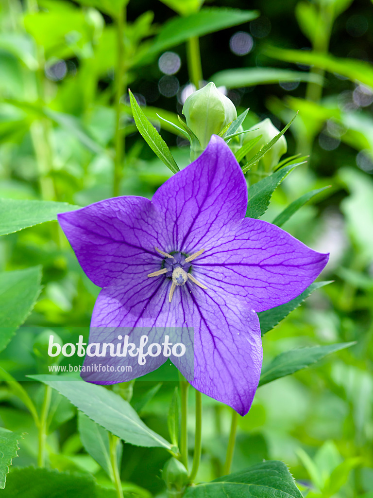 427042 - Balloon flower (Platycodon grandiflorus)