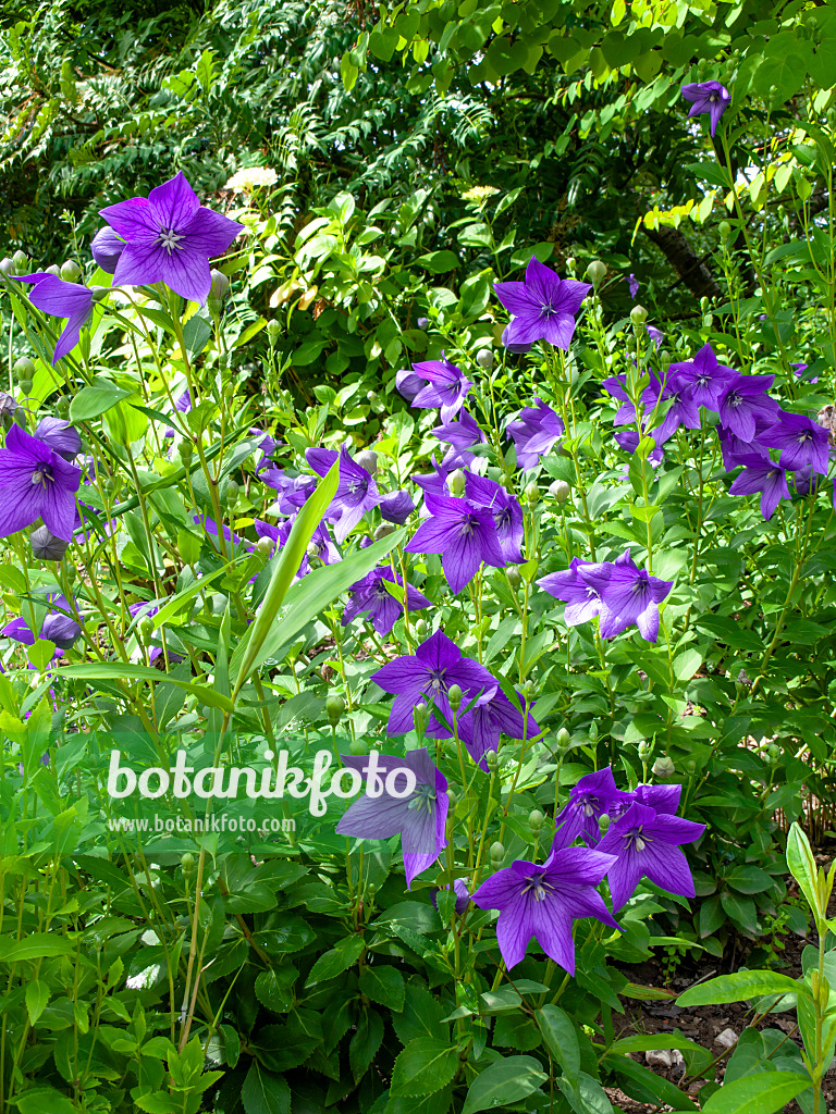 427043 - Balloon flower (Platycodon grandiflorus)