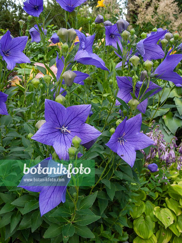 403031 - Balloon flower (Platycodon grandiflorus 'Mariesii')