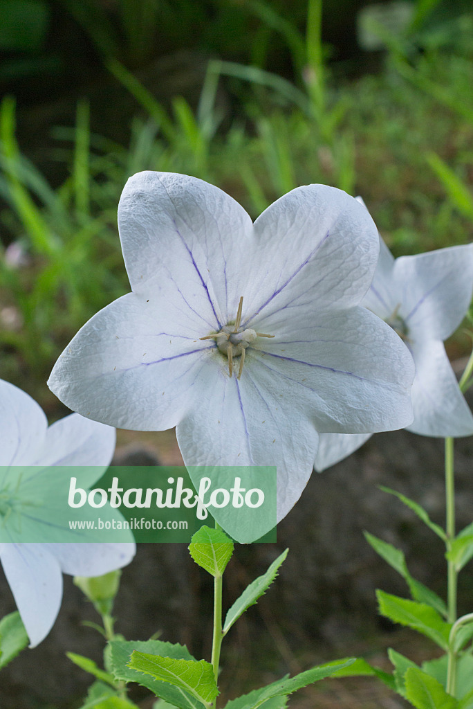 558337 - Balloon flower (Platycodon grandiflorus 'Mariesii Alba')