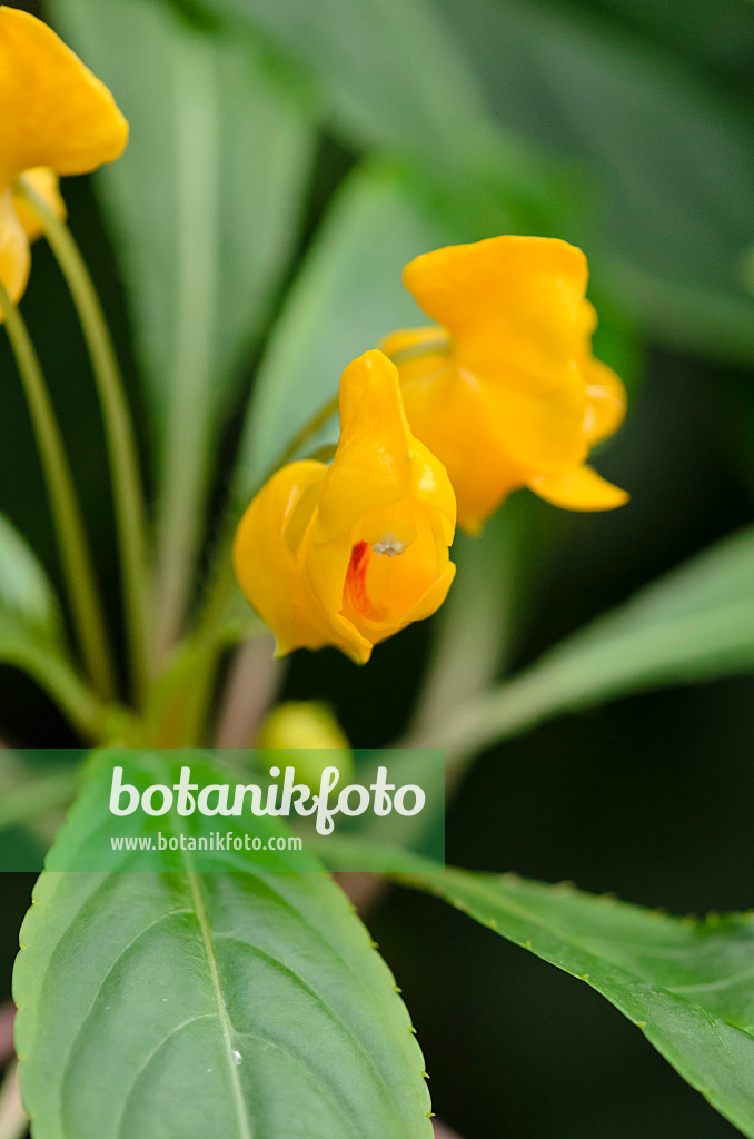 529177 - Balsam (Impatiens auricoma)