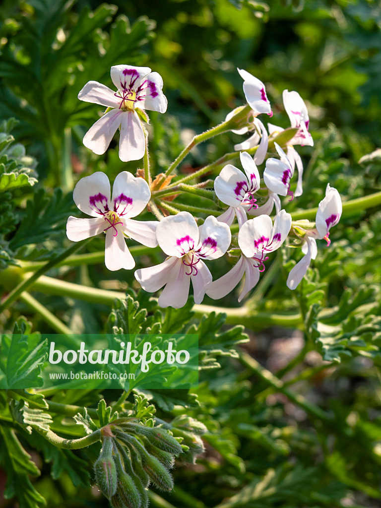 426128 - Balsam scented pelargonium (Pelargonium radens 'H.E. Morre')