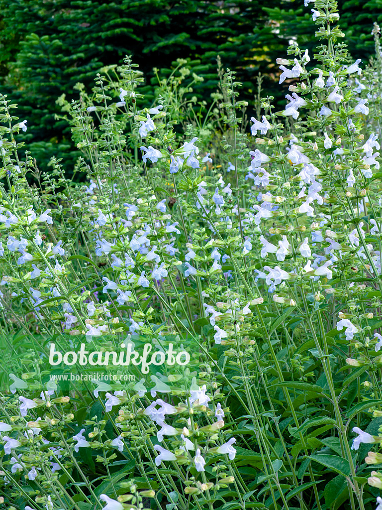 449042 - Balsamic sage (Salvia tomentosa)