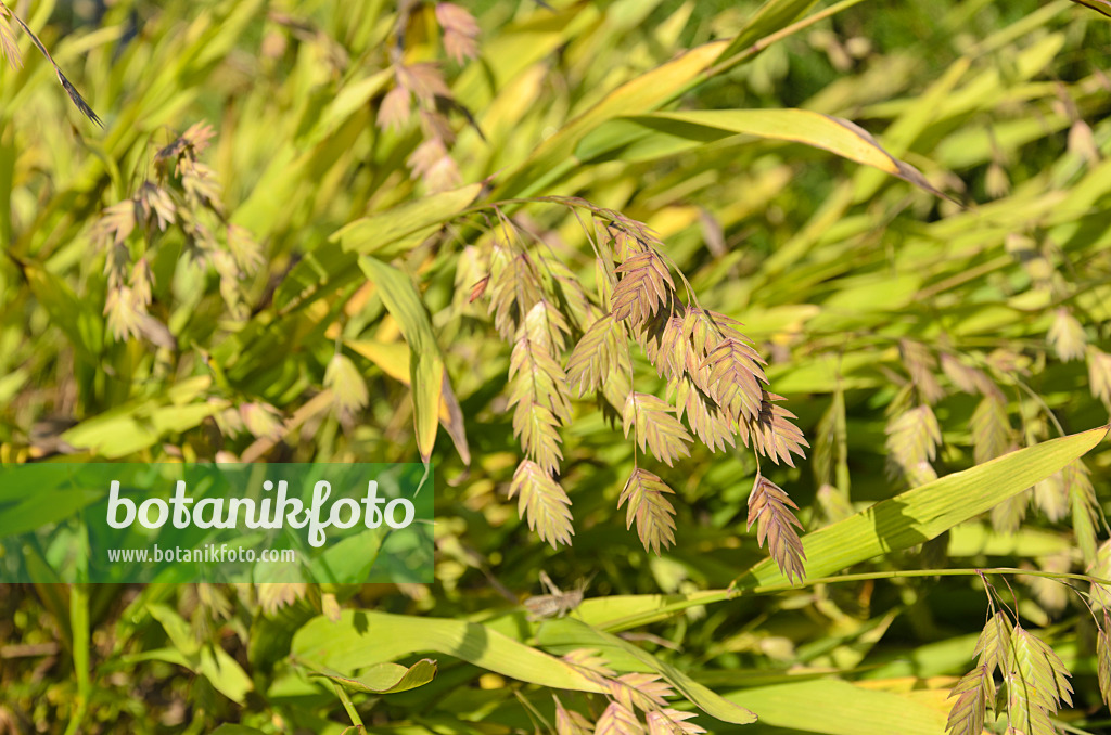 500070 - Bamboo grass (Chasmanthium latifolium syn. Uniola latifolia)