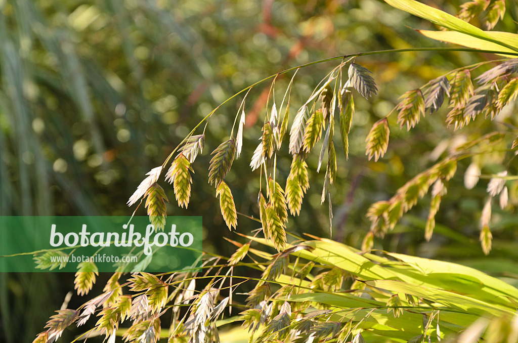 500071 - Bamboo grass (Chasmanthium latifolium syn. Uniola latifolia)