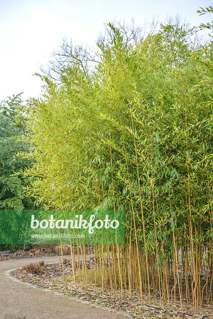 547215 - Bamboo (Phyllostachys aureosulcata 'Aureocaulis')