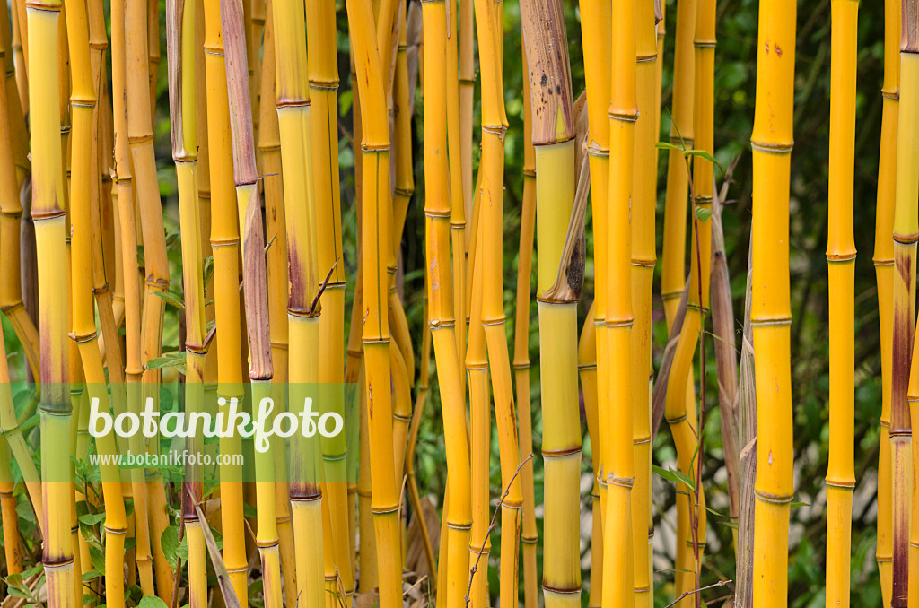 533352 - Bamboo (Phyllostachys aureosulcata 'Spectabilis')