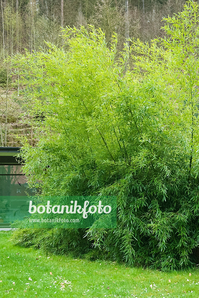 490106 - Bamboo (Phyllostachys bissetii)