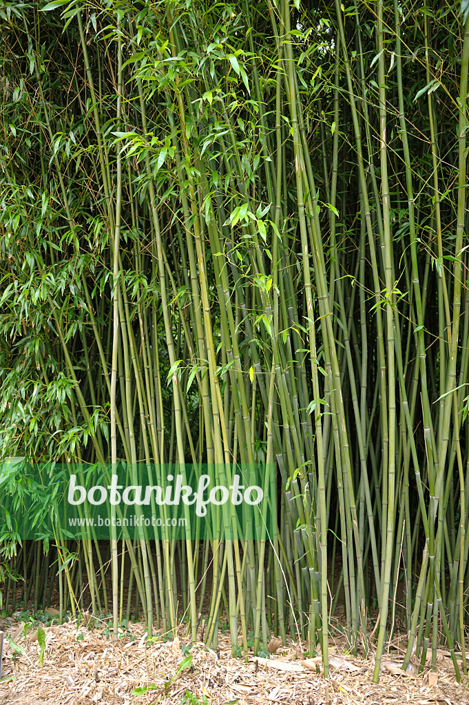 517073 - Bamboo (Phyllostachys bissetii)