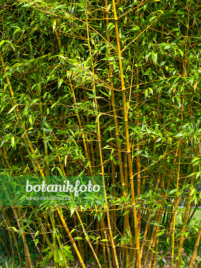 441167 - Bamboo (Phyllostachys propinqua)