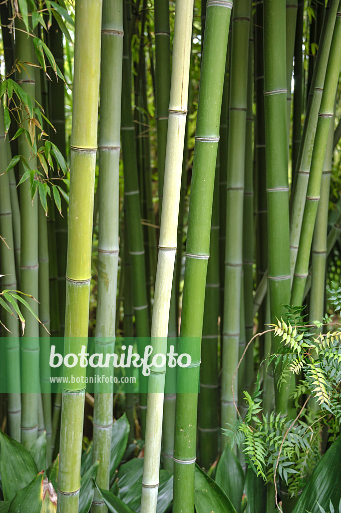 517076 - Bamboo (Phyllostachys viridiglaucescens)