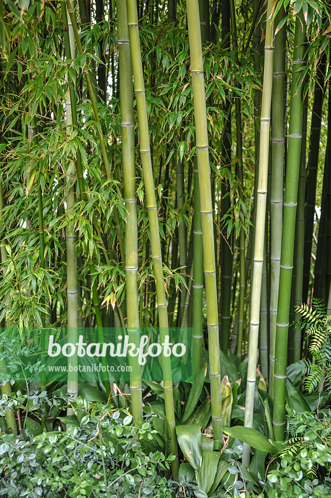 517077 - Bamboo (Phyllostachys viridiglaucescens)