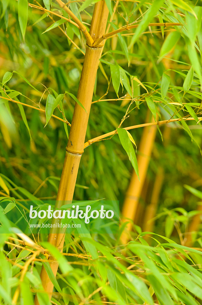 525135 - Bamboo (Phyllostachys vivax 'Aureocaulis')