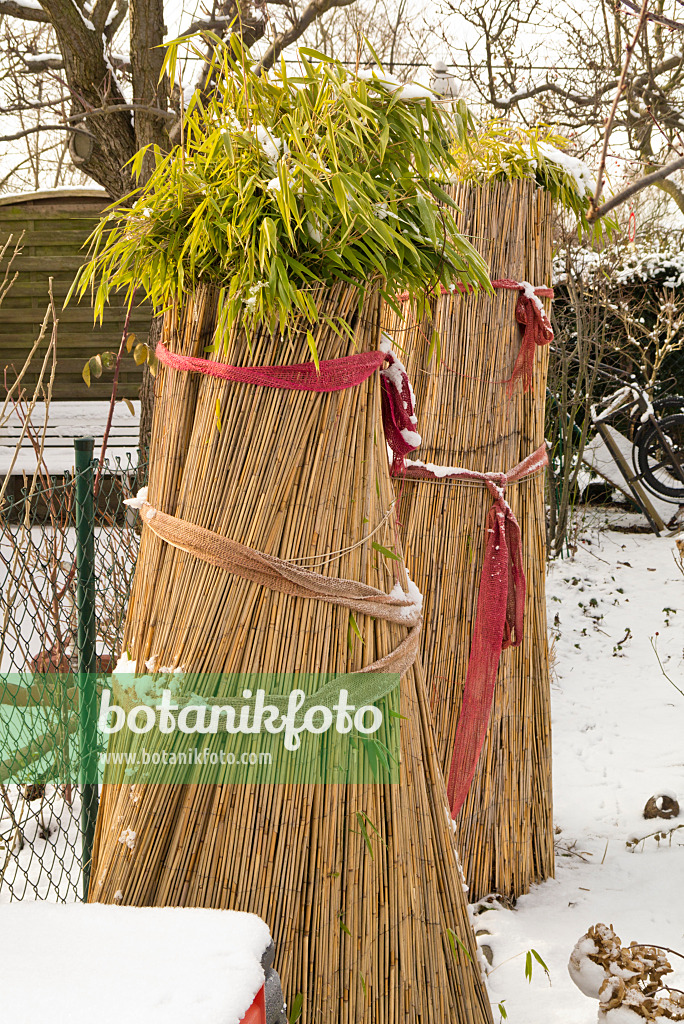 552015 - Bamboo with winter protection