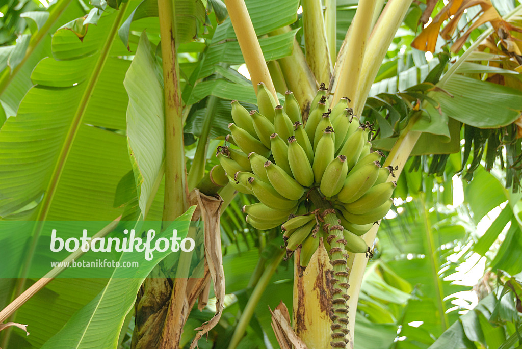 535355 - Banana (Musa acuminata 'Dwarf Cavendish')