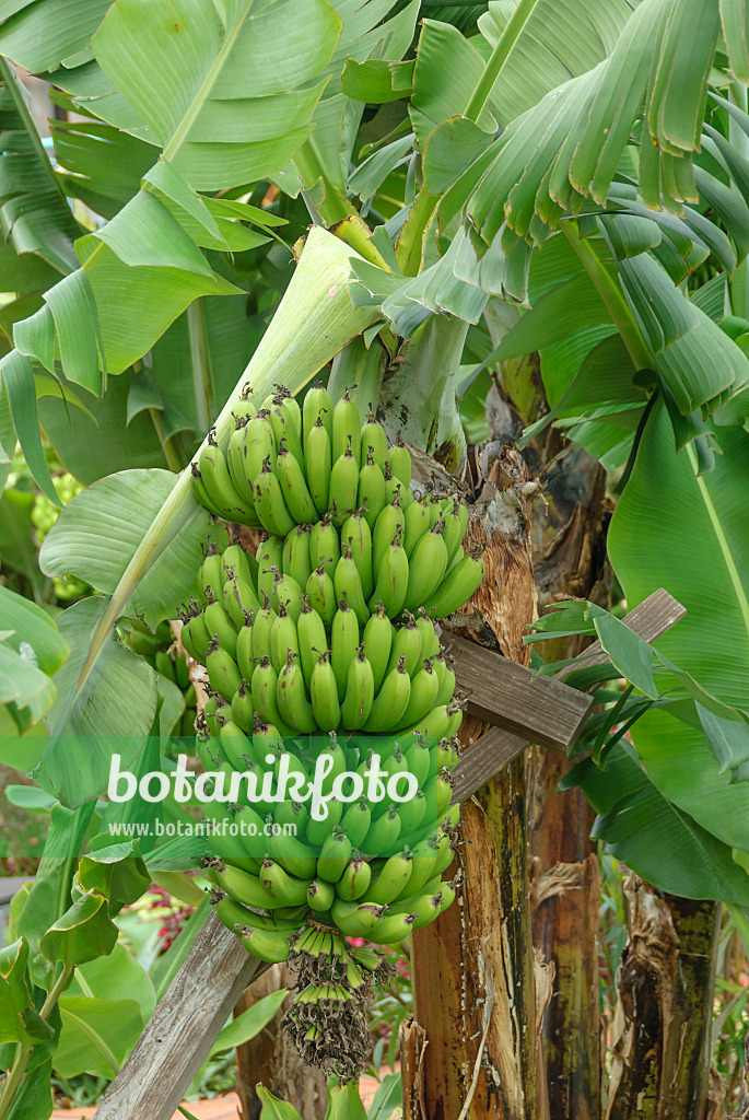 535356 - Banana (Musa acuminata 'Dwarf Cavendish')