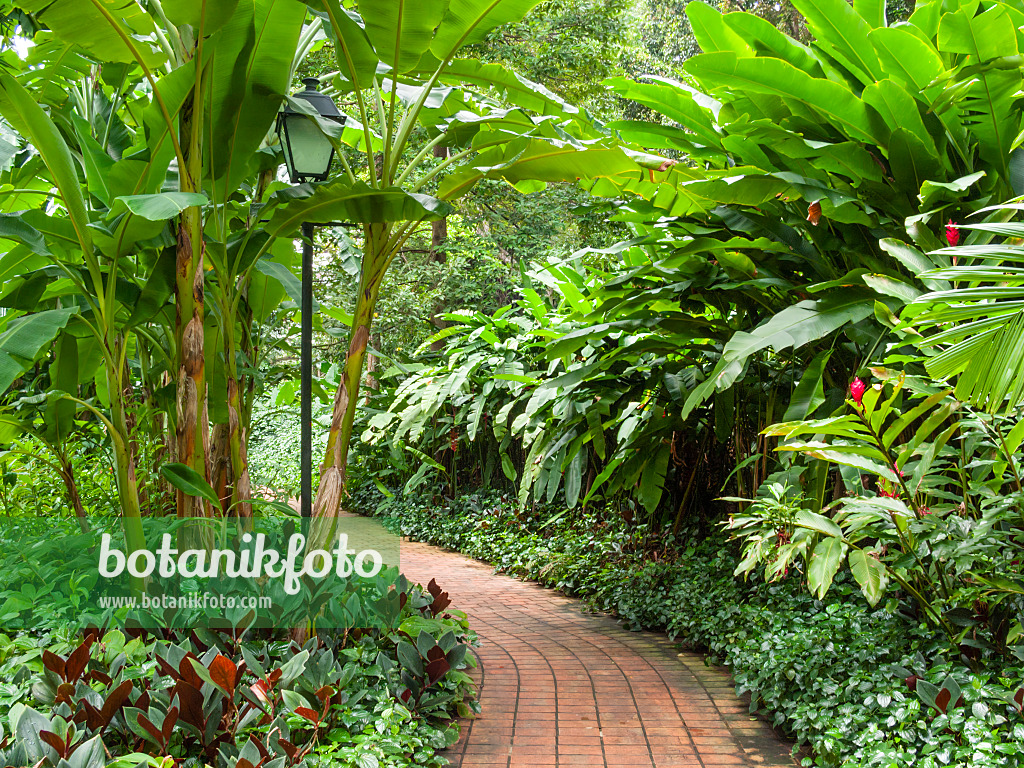 411149 - Bananas (Musa) with tropical plants and paved path in a spice garden, Fort Canning Park, Singapore