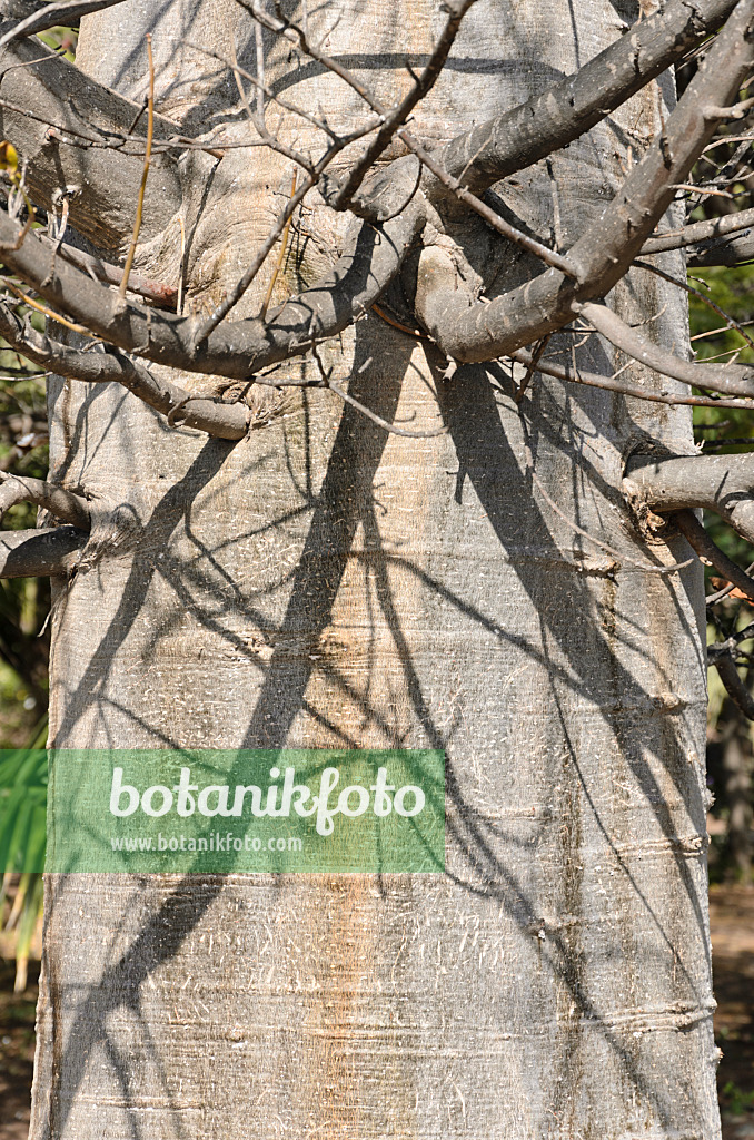 564036 - Baobab (Adansonia digitata)