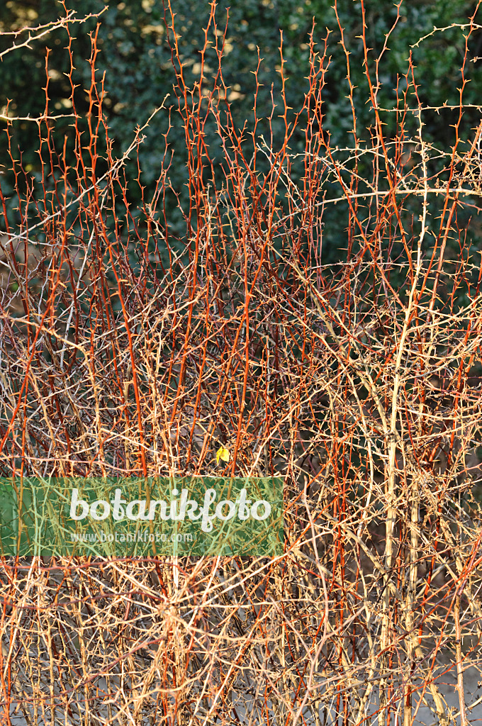 467069 - Barberry (Berberis crataegina)