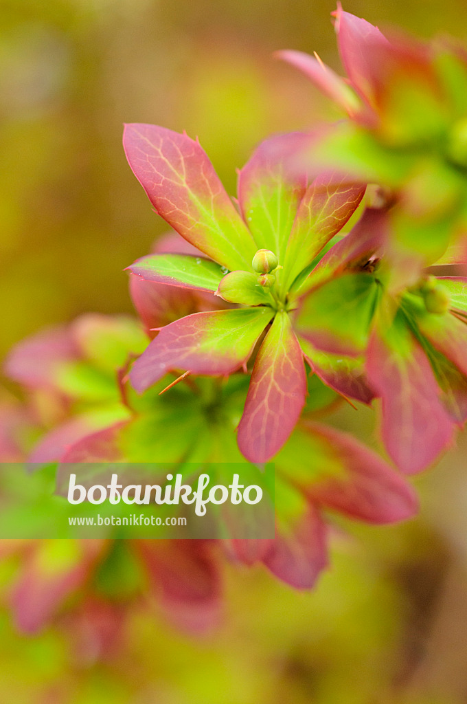 483326 - Barberry (Berberis jaeschkeana)