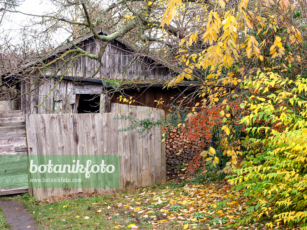 478078 - Barn in an autumnal garden