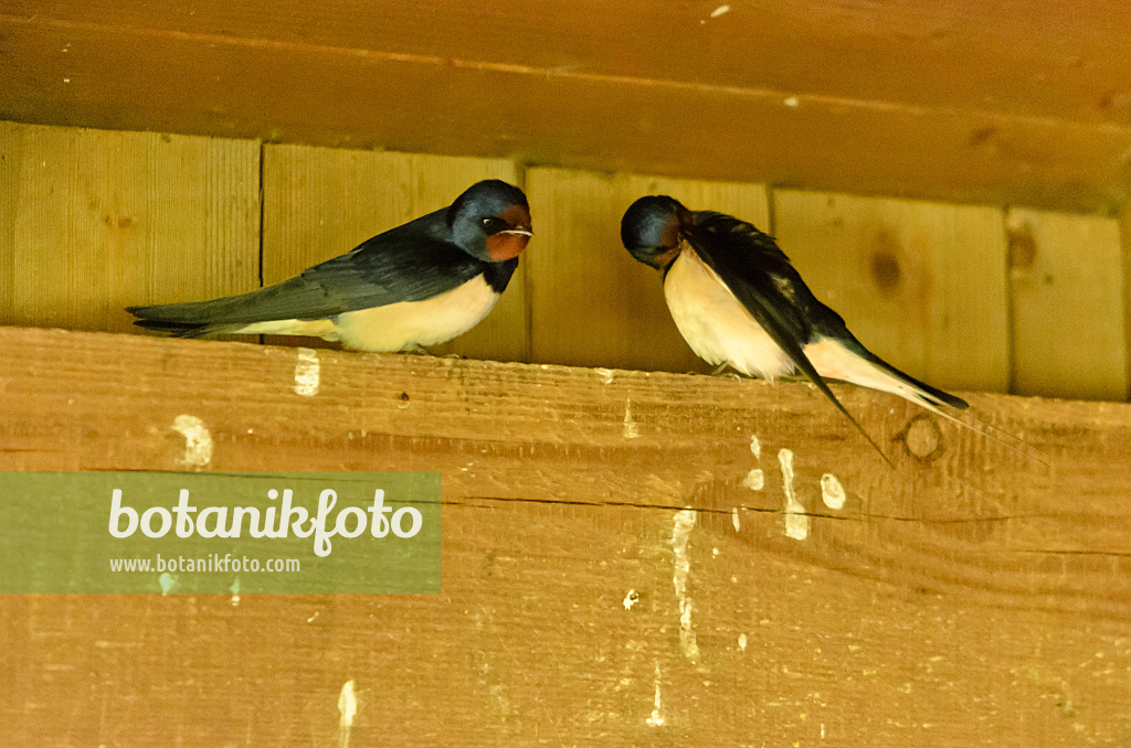 555098 - Barn swallow (Hirundo rustica)