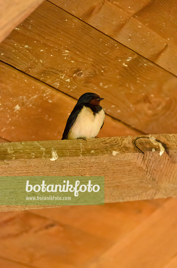 555096 - Barn swallow (Hirundo rustica) sits on a wooden strut under a wooden roof