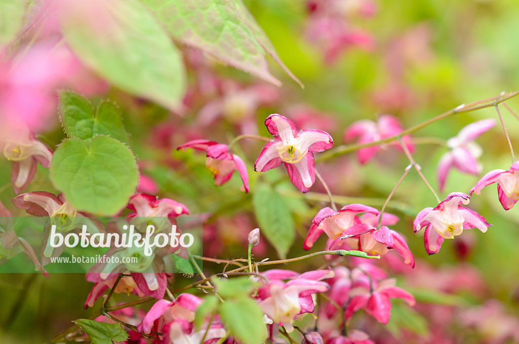 531071 - Barrenwort (Epimedium x rubrum)