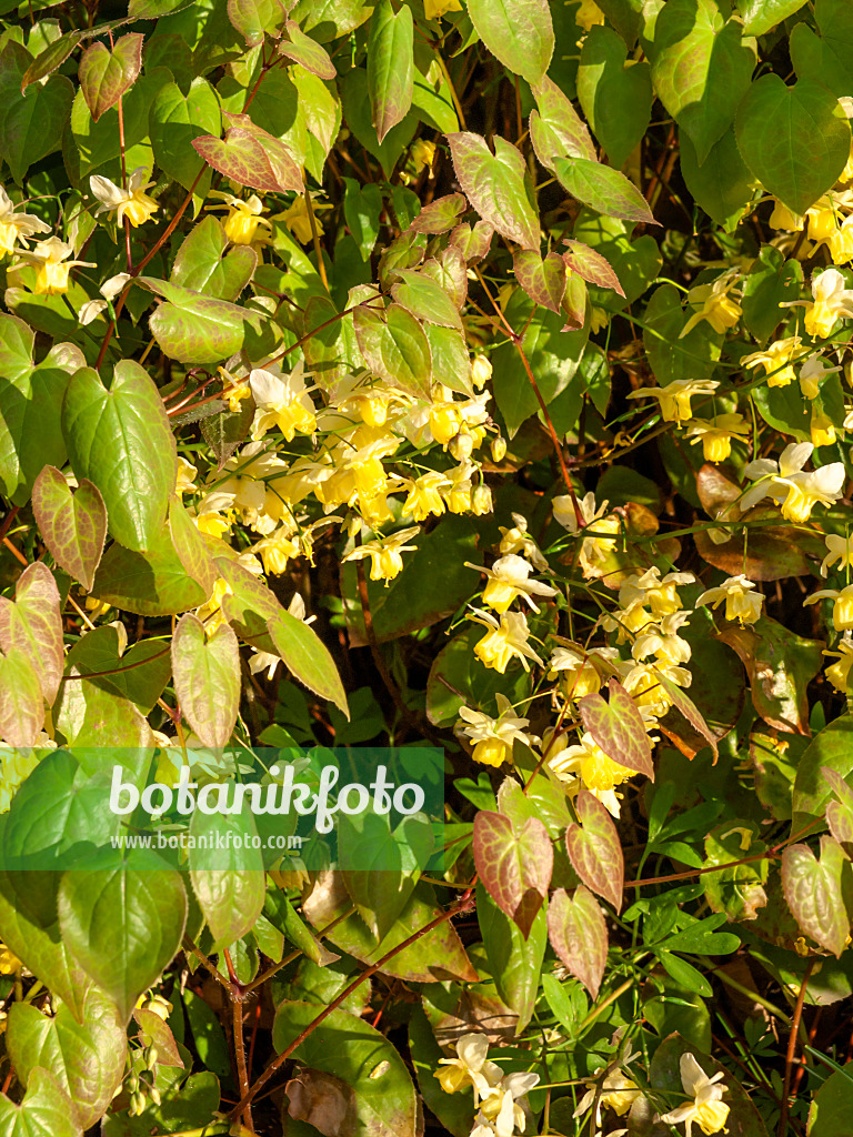 459064 - Barrenwort (Epimedium x versicolor)