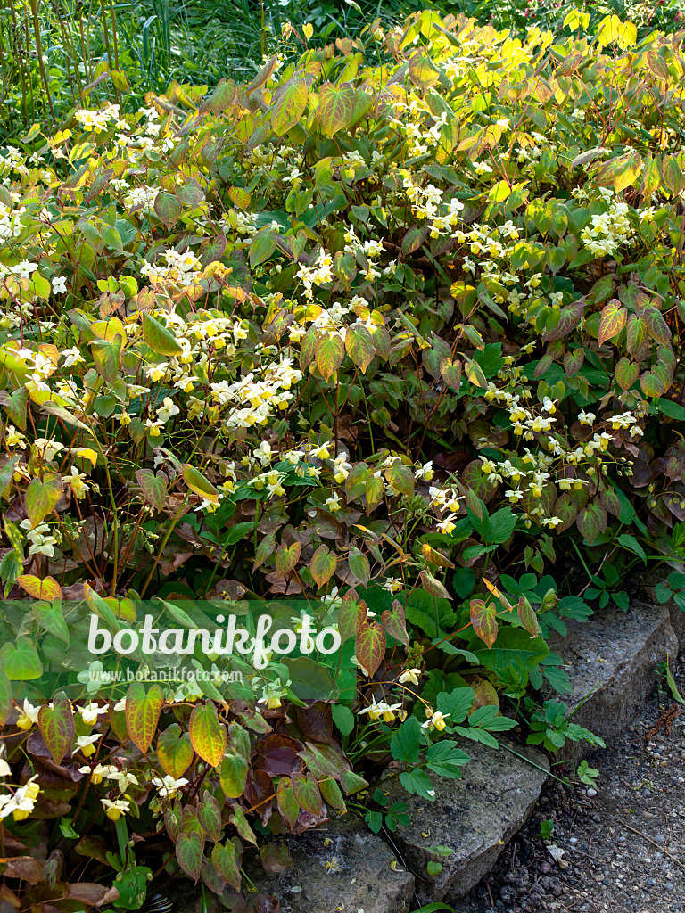 459067 - Barrenwort (Epimedium x versicolor)