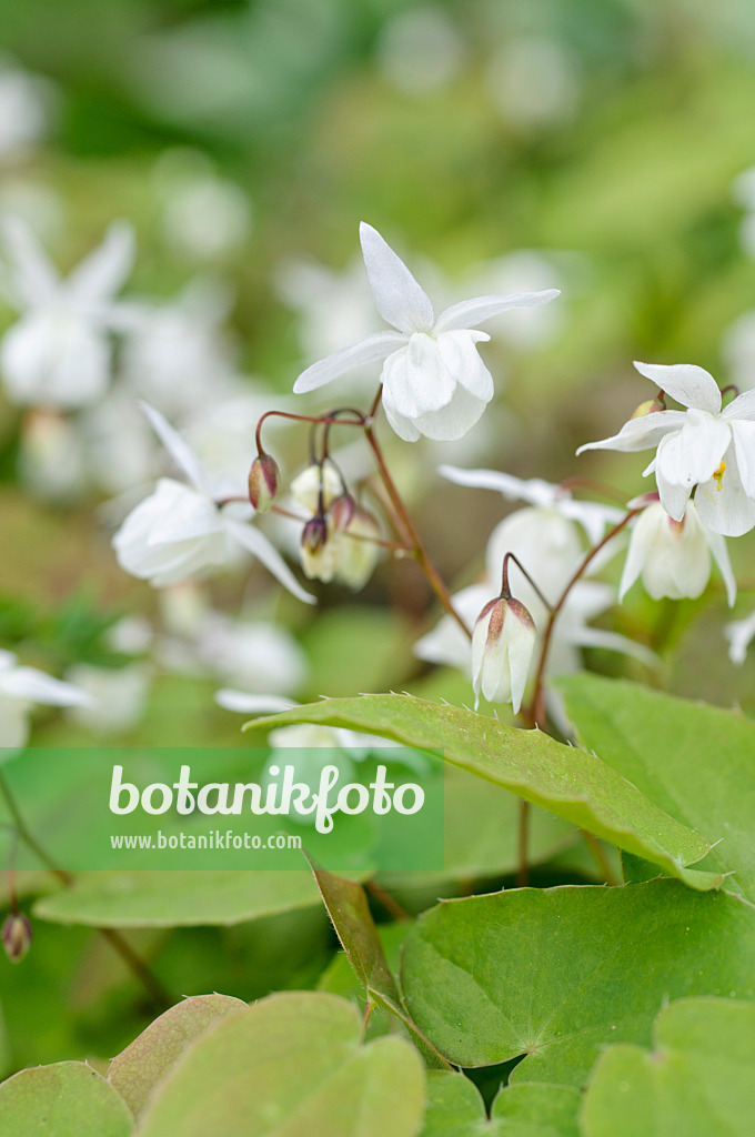 484016 - Barrenwort (Epimedium x youngianum 'Niveum')