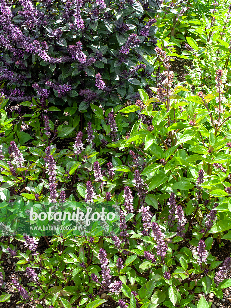 450011 - Basil (Ocimum basilicum)