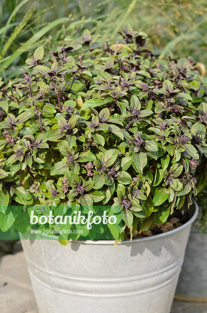 523170 - Basil (Ocimum basilicum) in a tin bucket