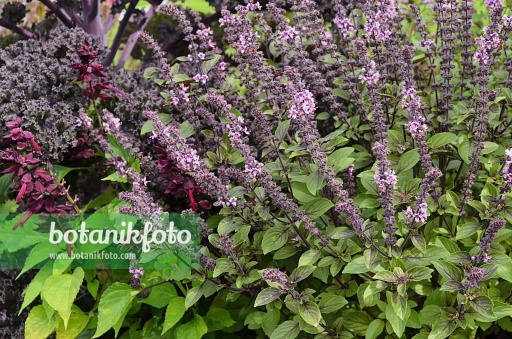 571034 - Basil (Ocimum basilicum 'Magic Blue')