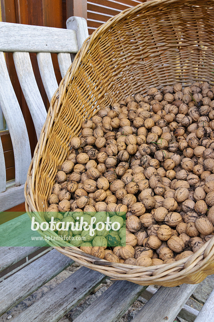 477019 - Basket with walnuts