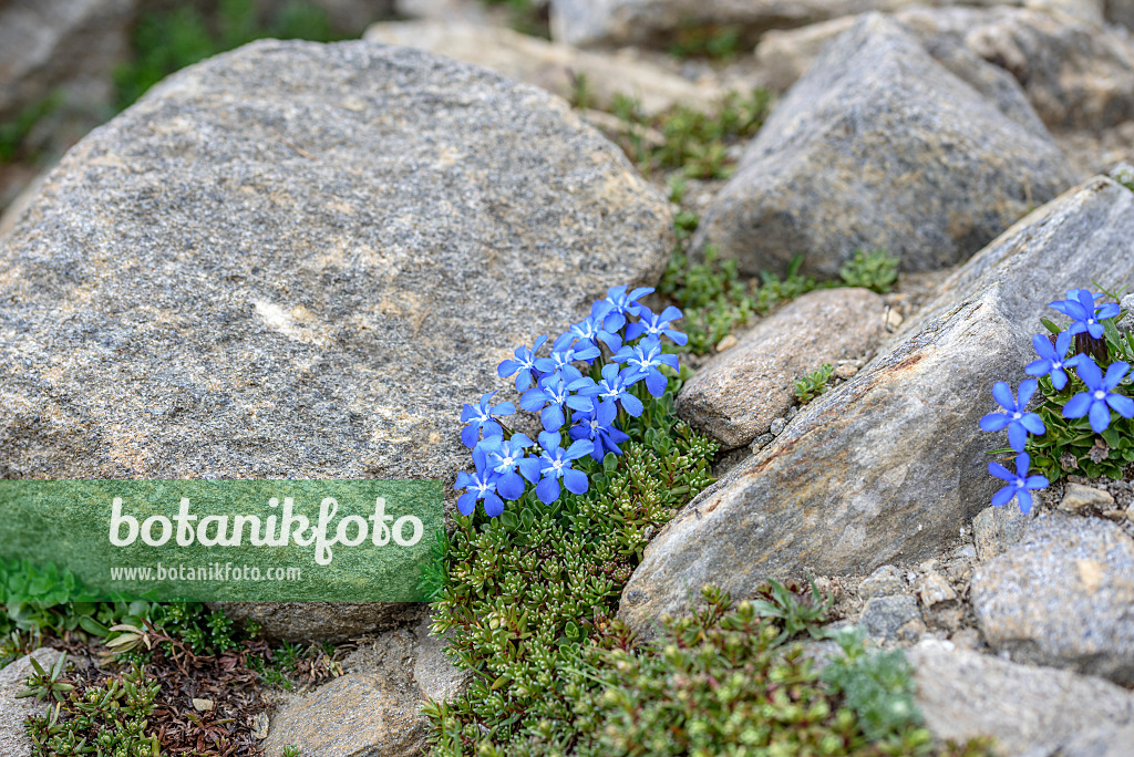 575108 - Bavarian gentian (Gentiana bavarica)