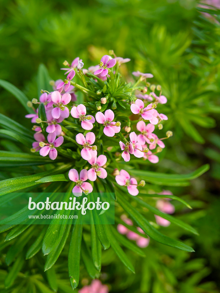 448011 - Beaked triggerplant (Stylidium adnatum)