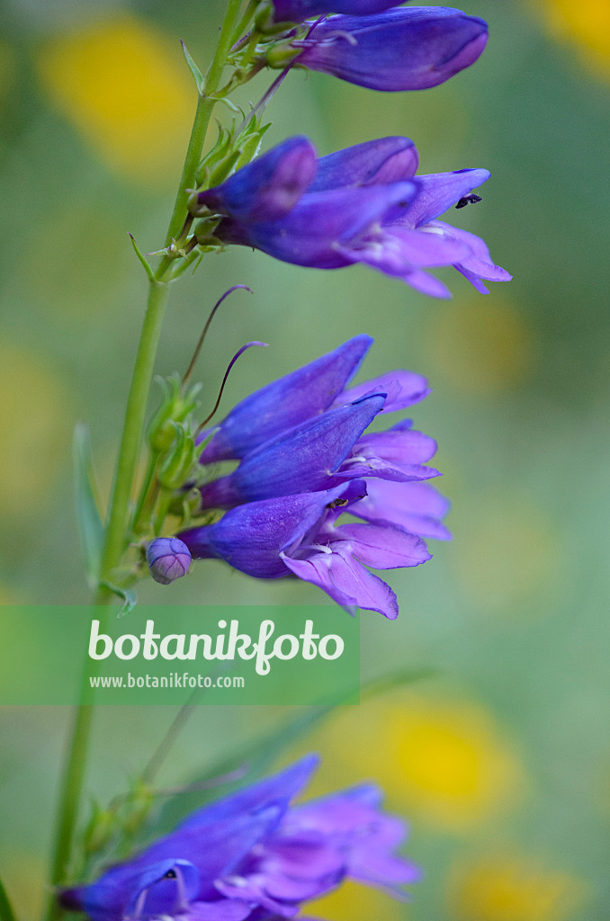 521048 - Beard tongue (Penstemon barbatus 'Praecox Nanus Rondo')