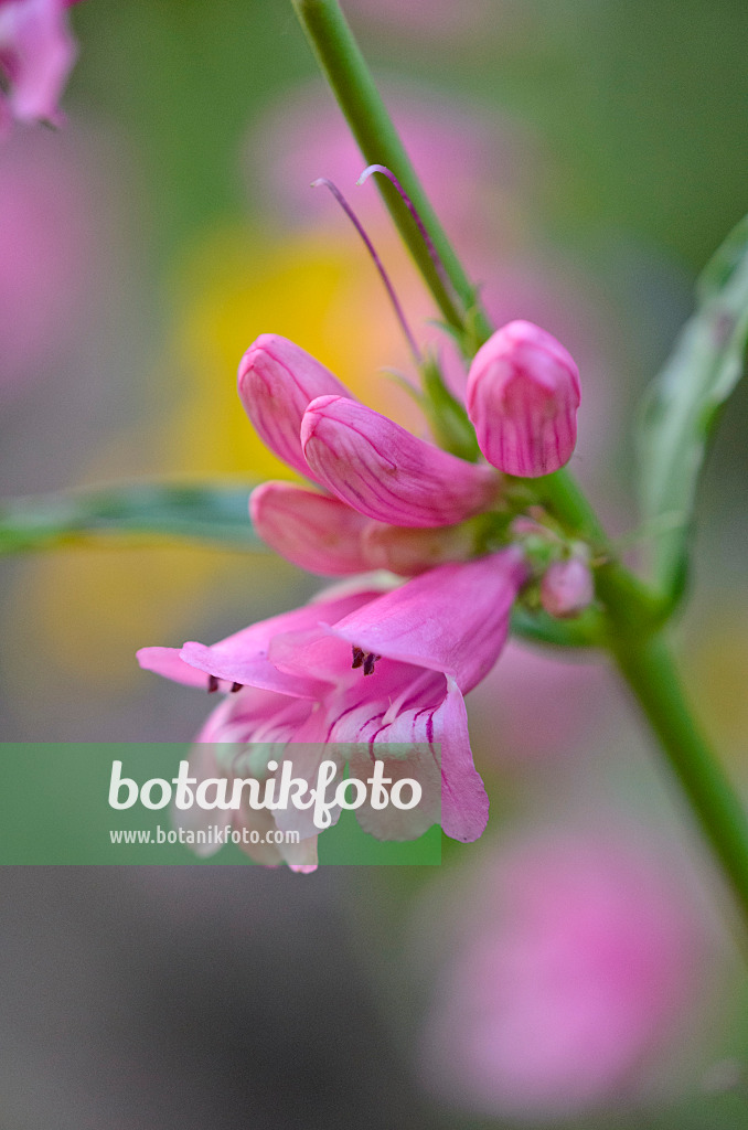 521049 - Beard tongue (Penstemon barbatus 'Praecox Nanus Rondo')