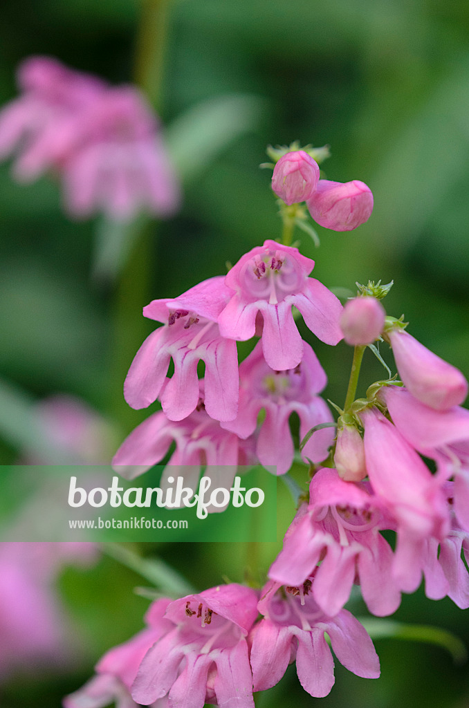 521050 - Beard tongue (Penstemon barbatus 'Praecox Nanus Rondo')