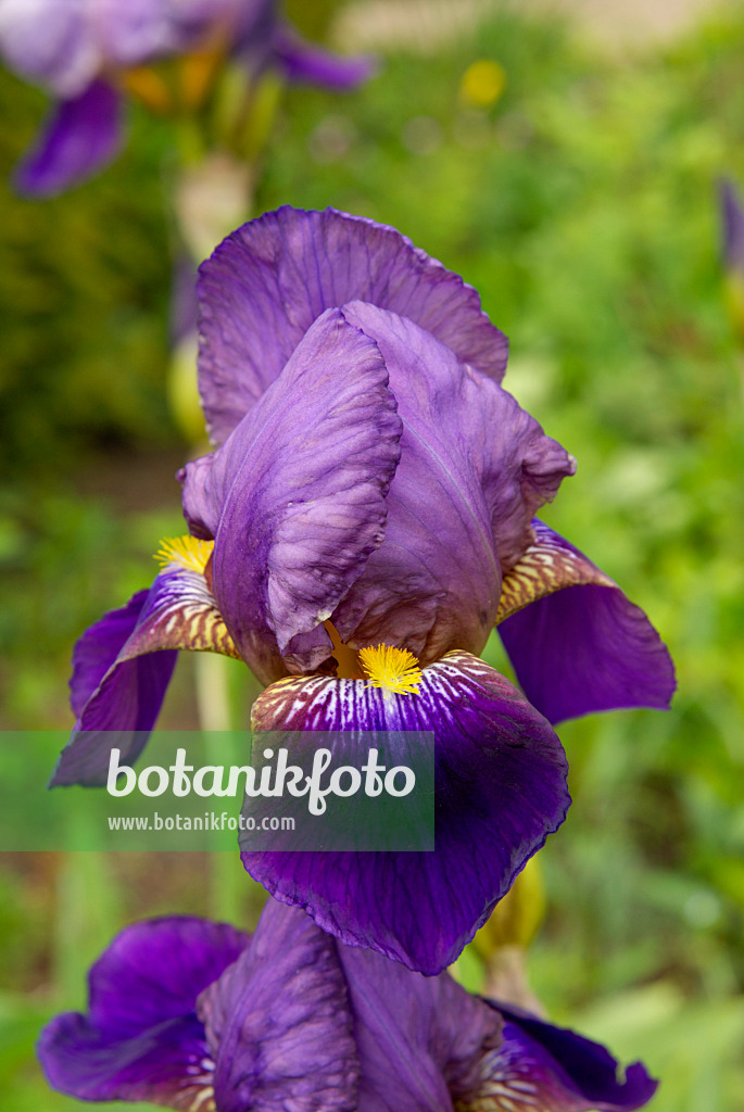 452137 - Bearded iris (Iris barbata)