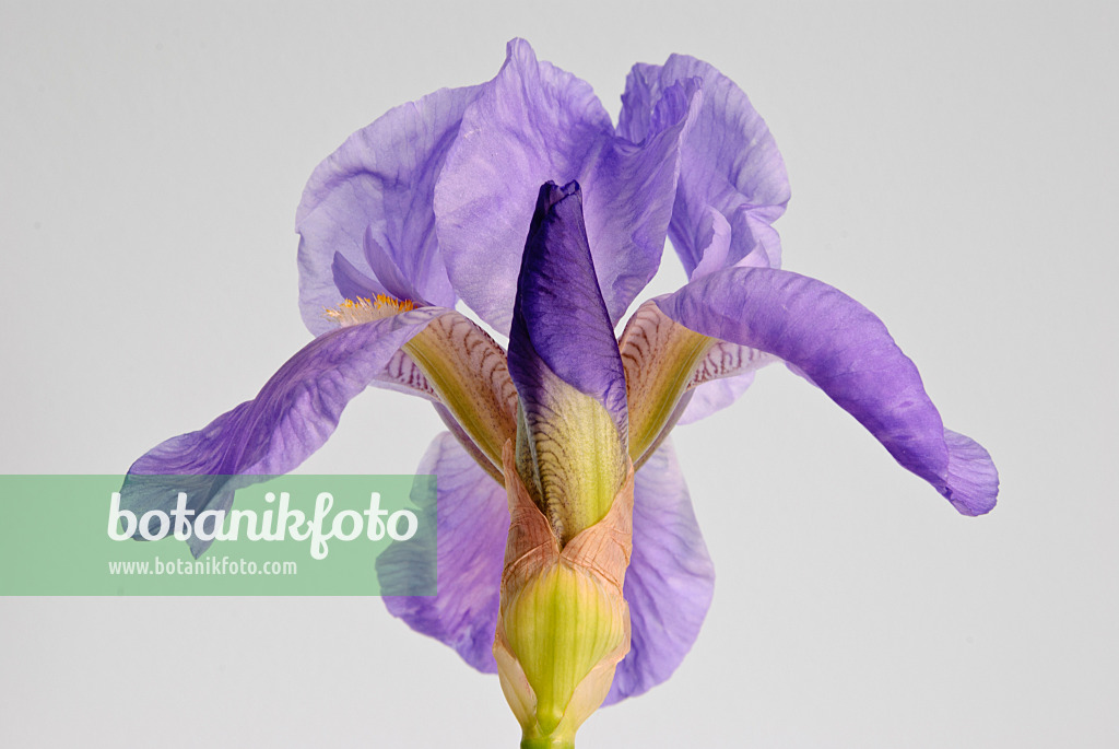 488159 - Bearded iris (Iris barbata)