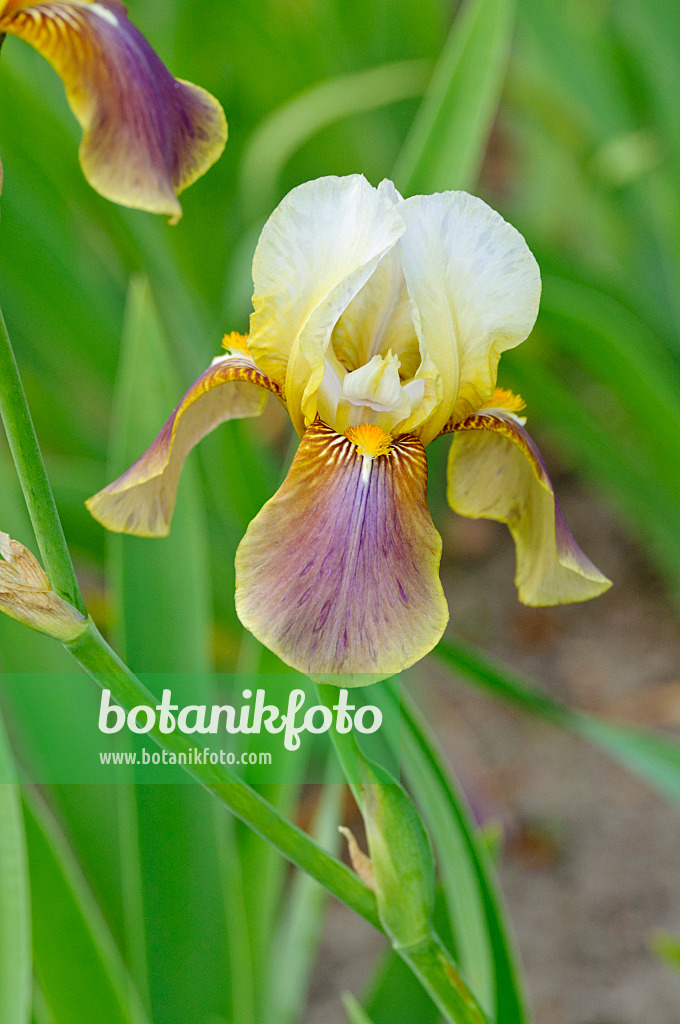 472290 - Bearded iris (Iris barbata elatior)