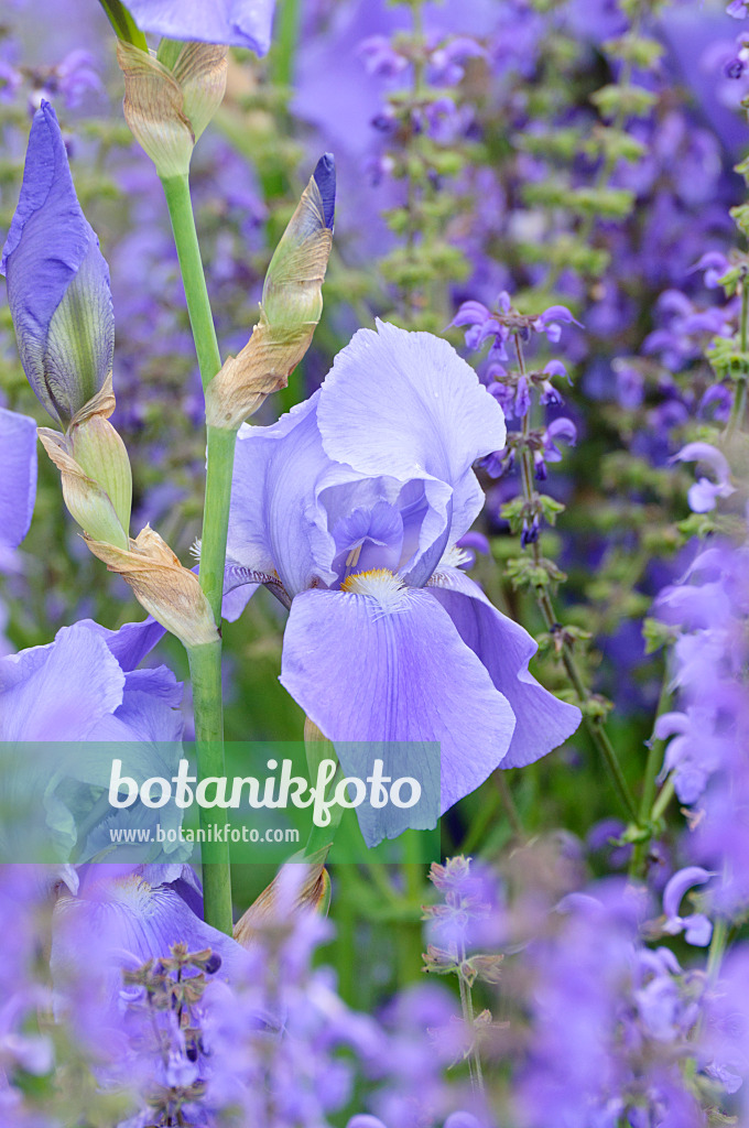 472300 - Bearded iris (Iris barbata elatior) and sage (Salvia)