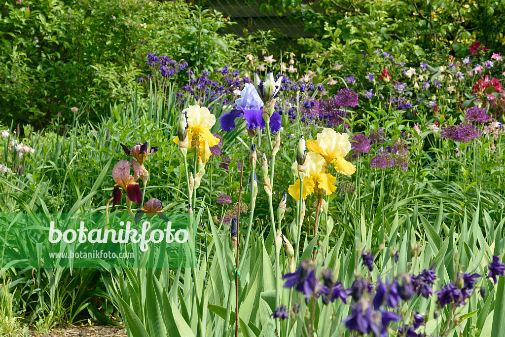 556054 - Bearded irises (Iris barbata) and ornamental onions (Allium)