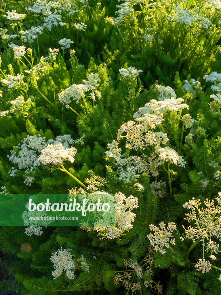 425052 - Bearwort (Meum athamanticum)