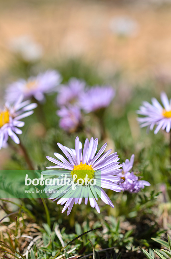 508373 - Beautiful fleabane (Erigeron formosissimus)