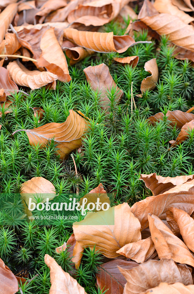 525447 - Beautiful hair moss (Polytrichum formosum)