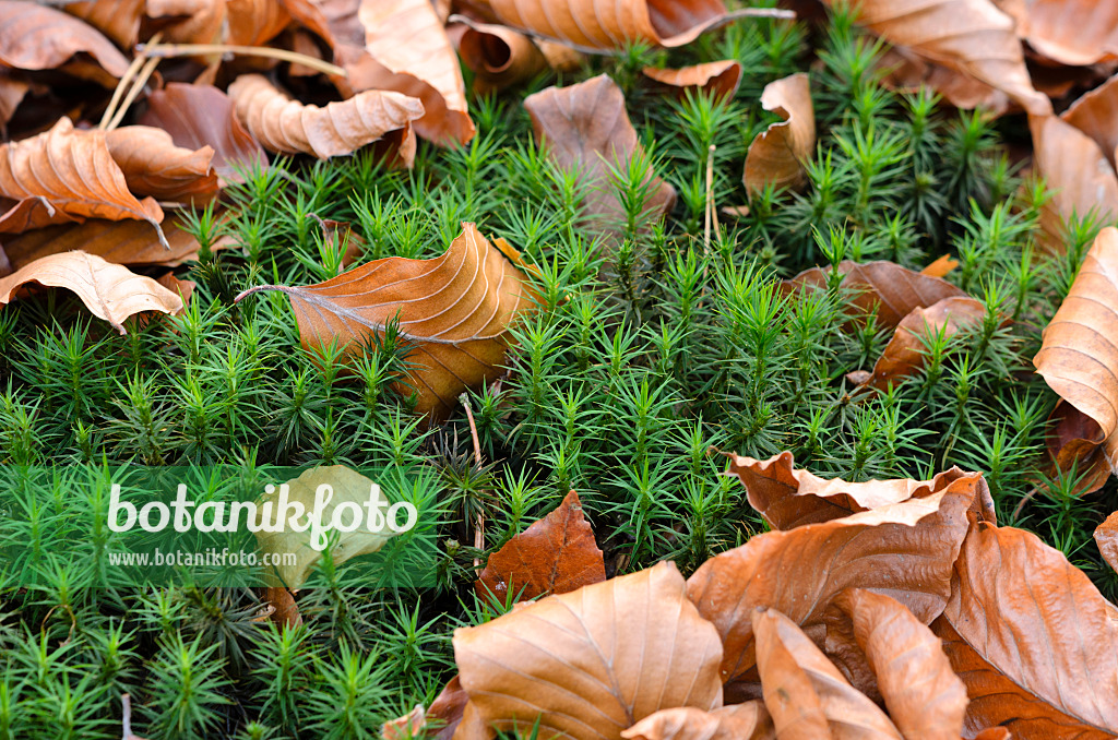 525452 - Beautiful hair moss (Polytrichum formosum)