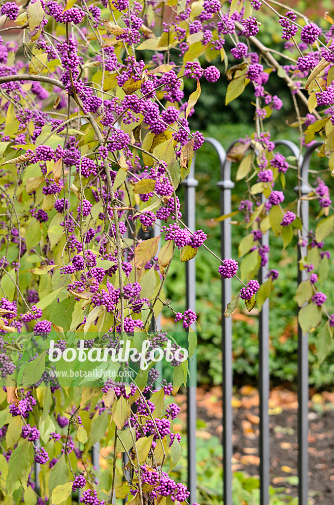 525394 - Beautyberry (Callicarpa)